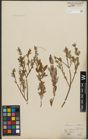 Foto von Salix purpurea L. x Salix repens L.